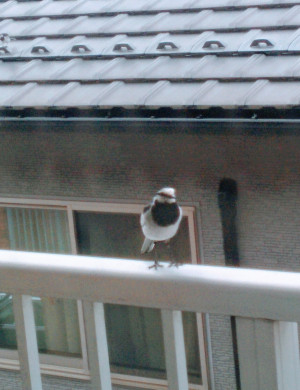 IMG_20200611_181125_20200625203208