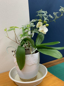 3月22日の胡蝶蘭