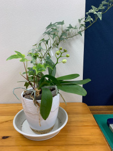 3月17日の胡蝶蘭